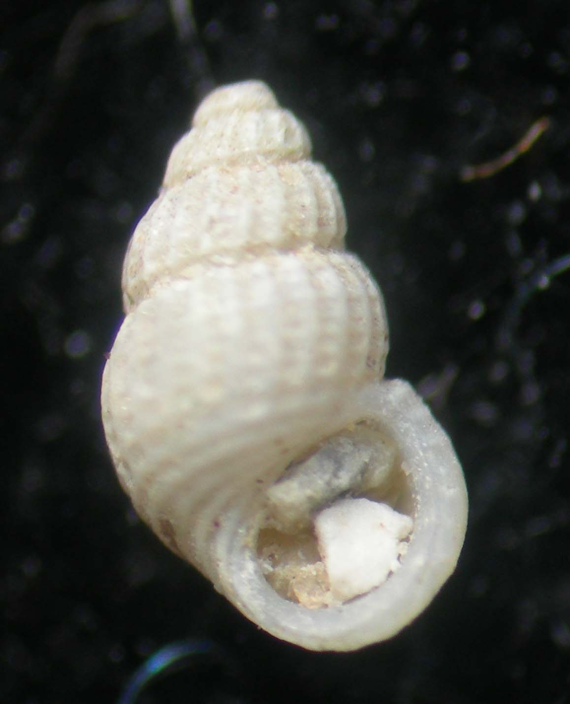 Alania testae